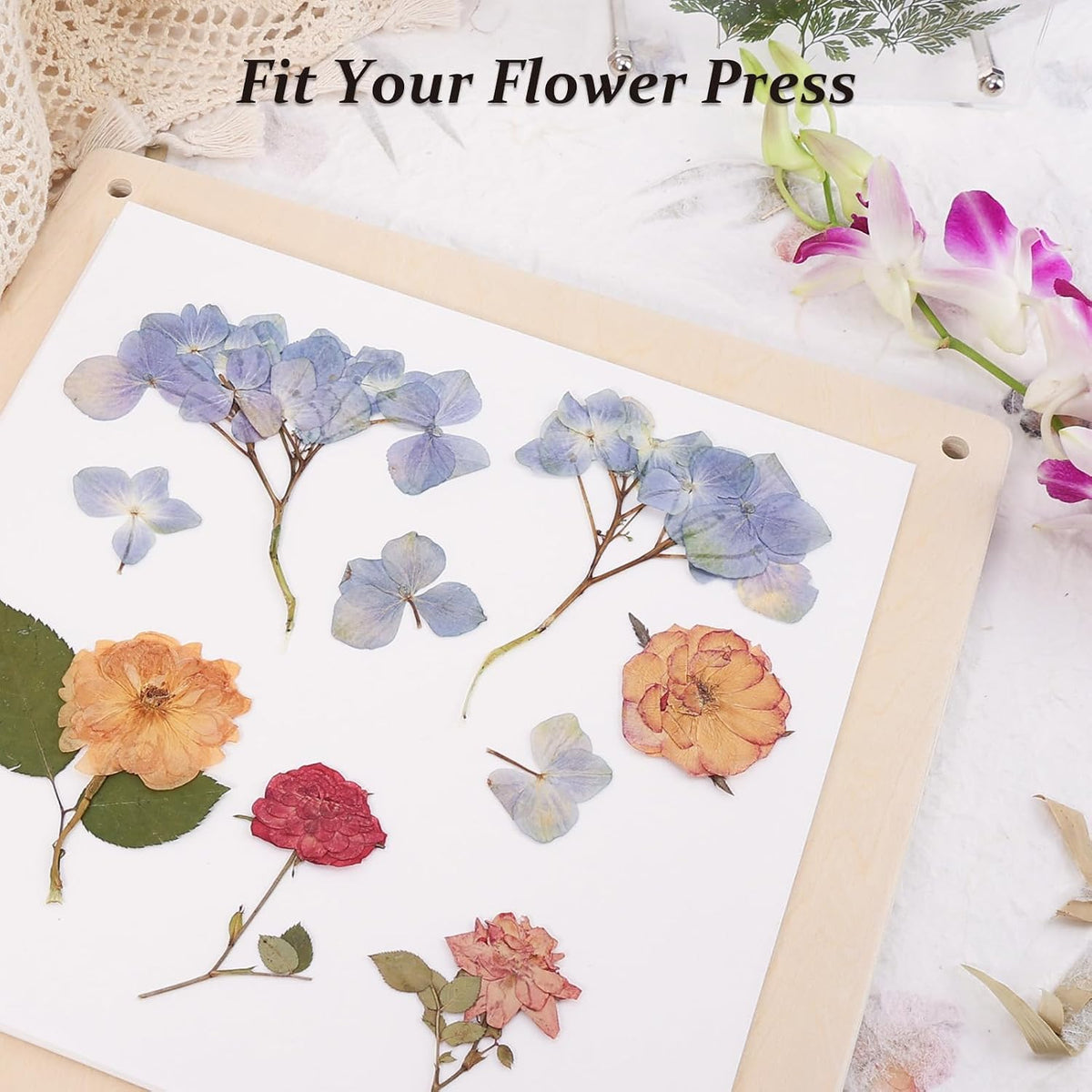 Blotting Sheets